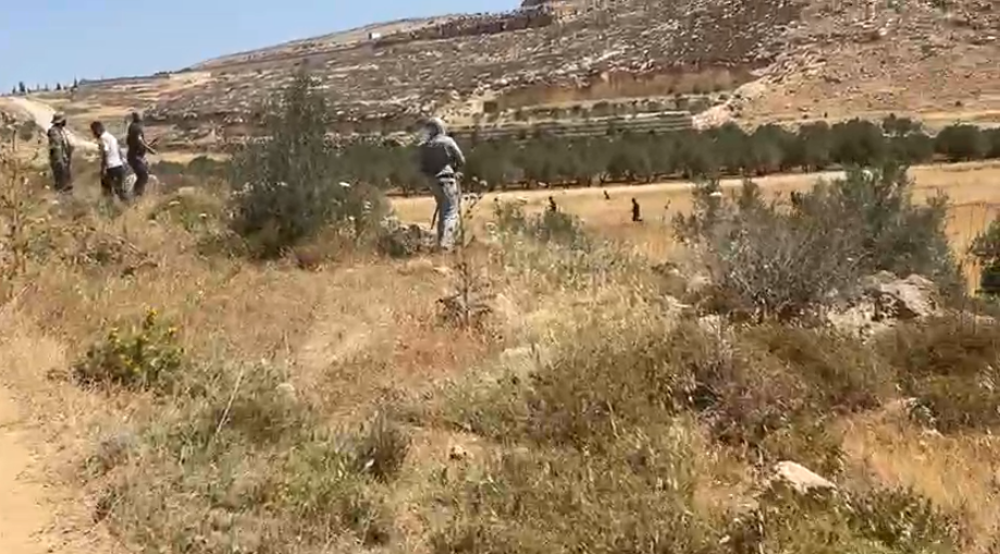 מתנחלים תקפו את אדמות הכפר אל-מועייר וניסו להצית שדות חקלאיים