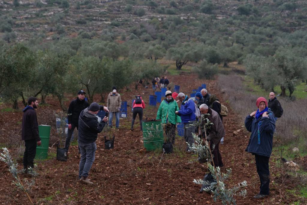 רבנים שותלים עיצי זית עם פלסטינים שנפגעו מאלימות המתנחלים