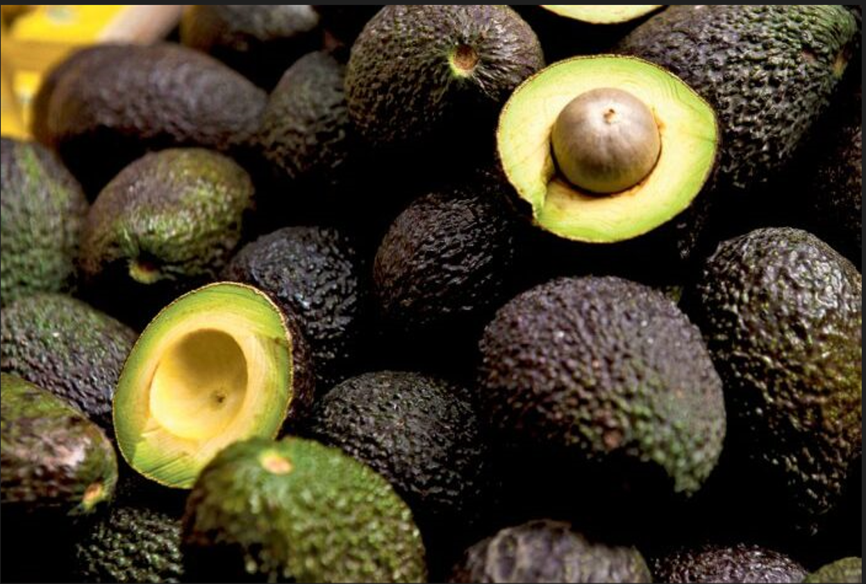 מאז פתיחת העונה: יצוא האבוקדו מקלקיליה הגיע ל־600 טון – שווקים חדשים בדובאי ובטורקיה