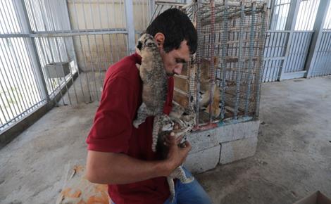 שמחה בגן החיות בעזה: שלושה גורי אריות נולדו