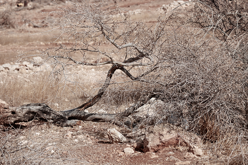 מכון אריג': כ־25 אלף דונם של אדמות זית בגדה המערבית נחסמו בפני בעליהן על ידי כוחות הכיבוש