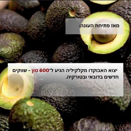 מאז פתיחת העונה: יצוא האבוקדו מקלקיליה הגיע ל־600 טון – שווקים חדשים בדובאי ובטורקיה