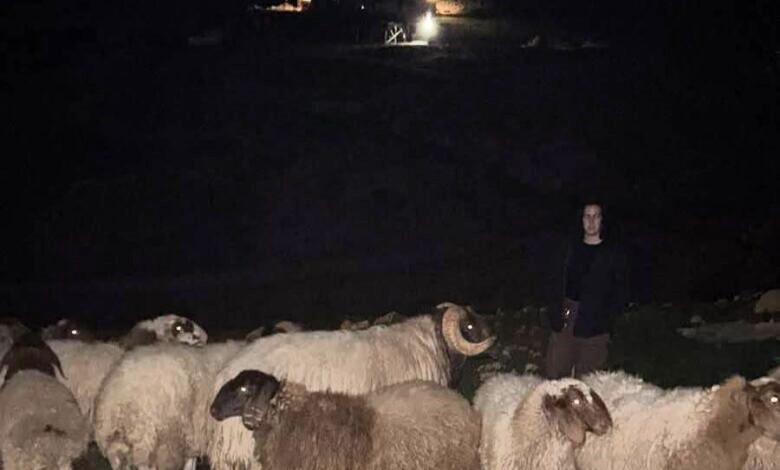 "לכו מכאן" – המסר שנכתב בדמן של הכבשים