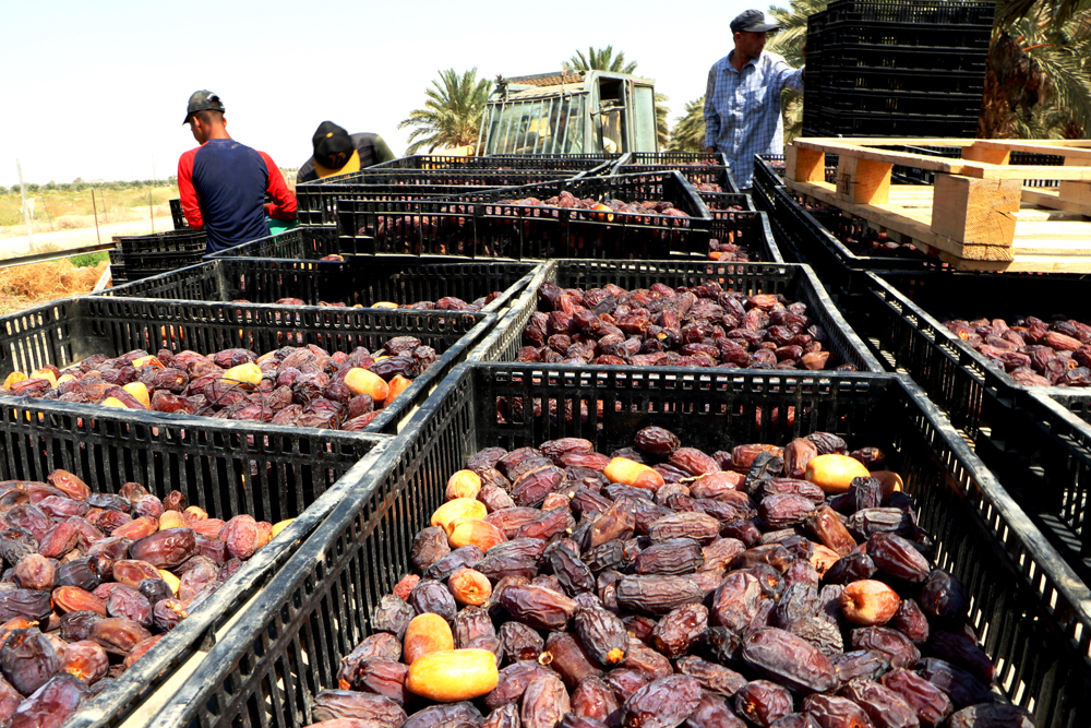 טורקיה מגדילה את מכסת הפטור ממכס לתמרים מפלסטין ל־7,000 טון בשנה