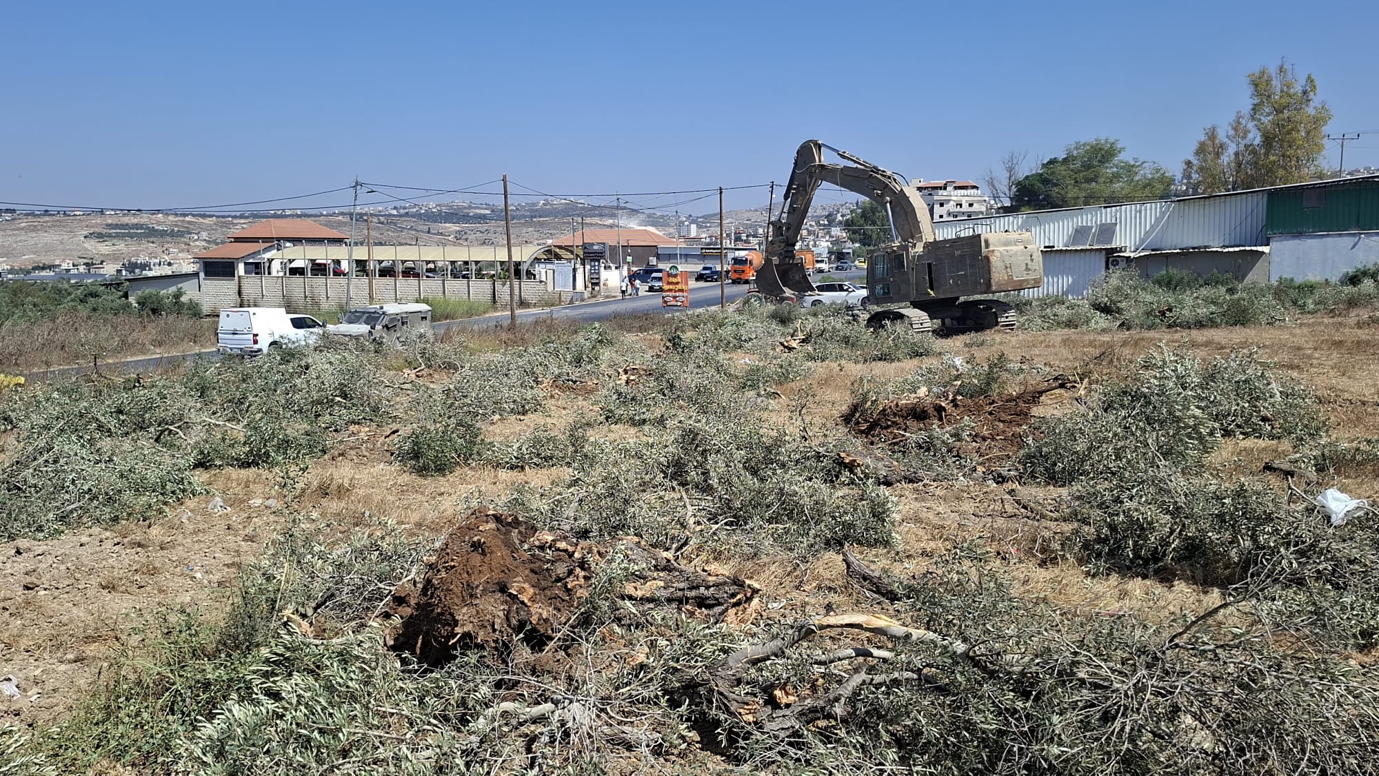 כוחות הכיבוש החלו ליישר אדמות ולעקור עשרות עצי זית עתיקים מדרום לג'נין
