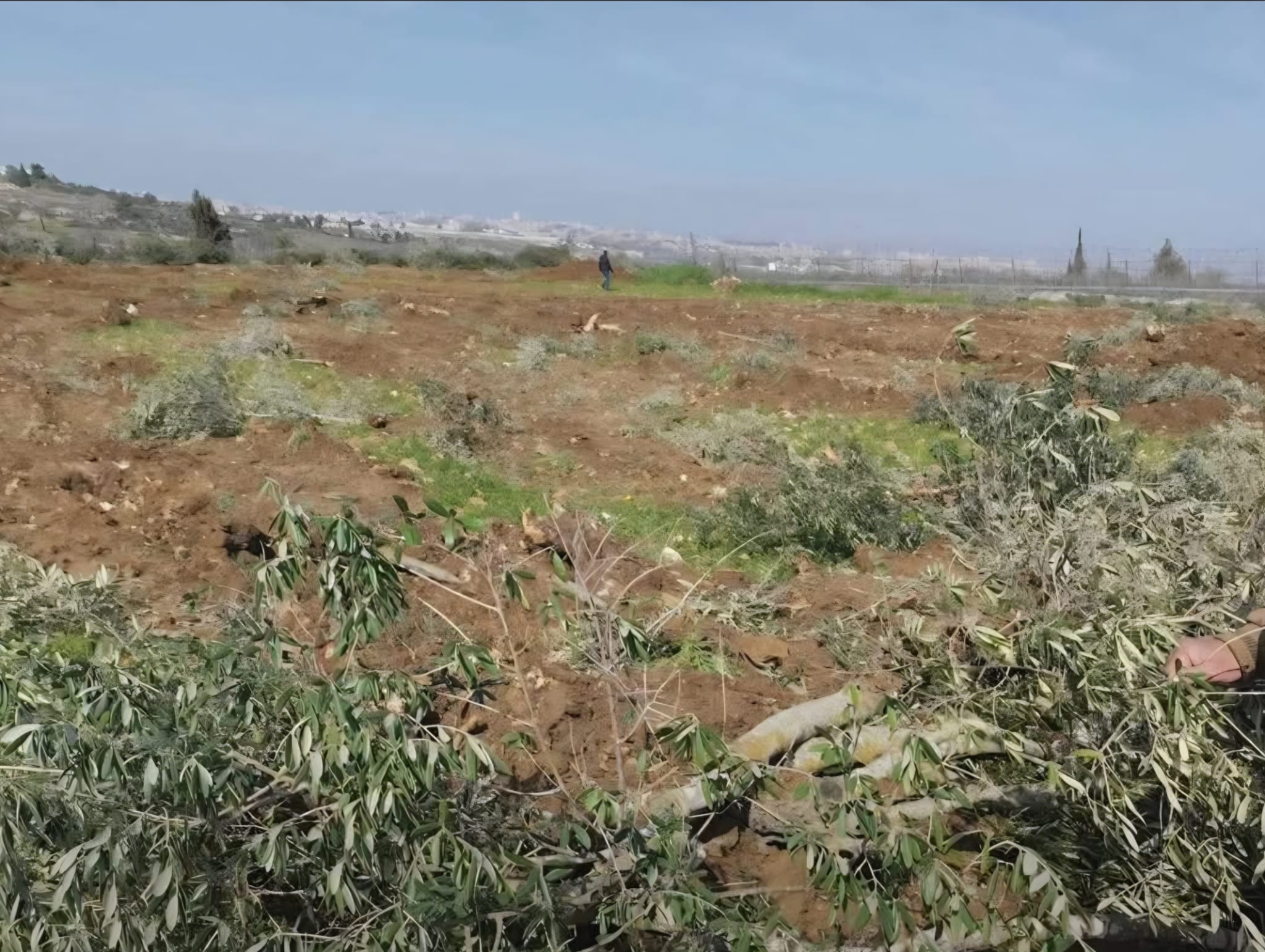 הרשות למאבק בגדר ובהתנחלויות: מתנחלים ביצעו 192 תקיפות בשבועיים האחרונים; שישה פלסטינים נהרגו