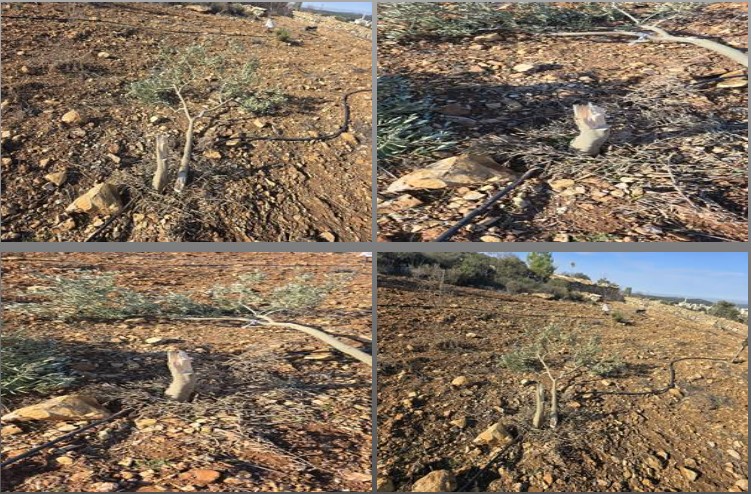 מתנחלים כרתו עצי זית ופגעו באדמות פרטיות בבתיר