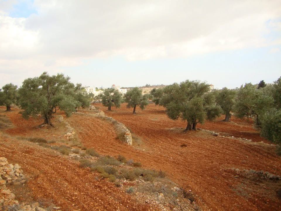 כוחות הכיבוש הוציאו צו צבאי לעקירת עצים בכפר מאלכ ממזרח לרמאללה