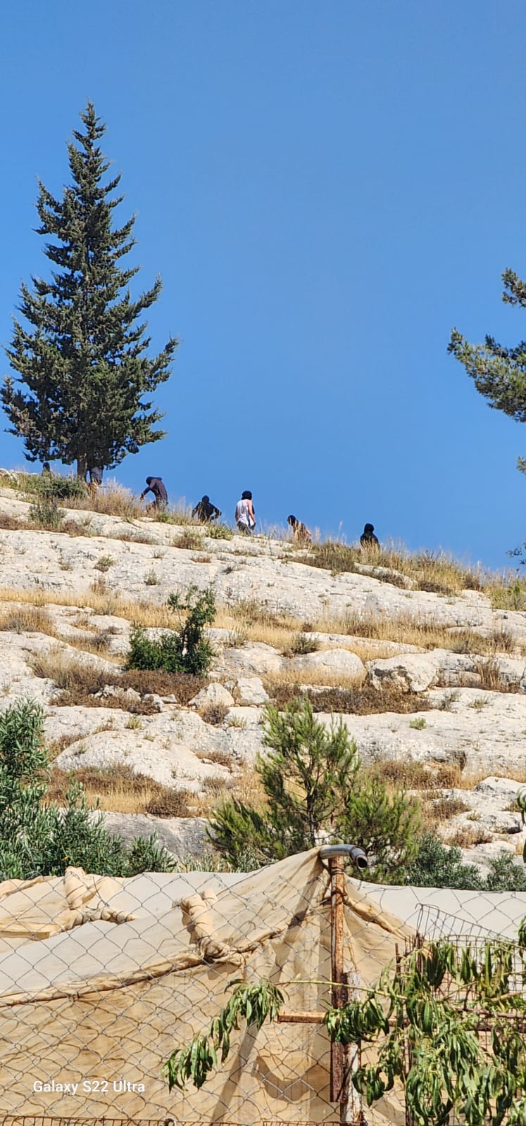 מתנחלים רעו את צאנם בשטח חקלאי באל־מוע'ייר וגרמו נזק לגידולים