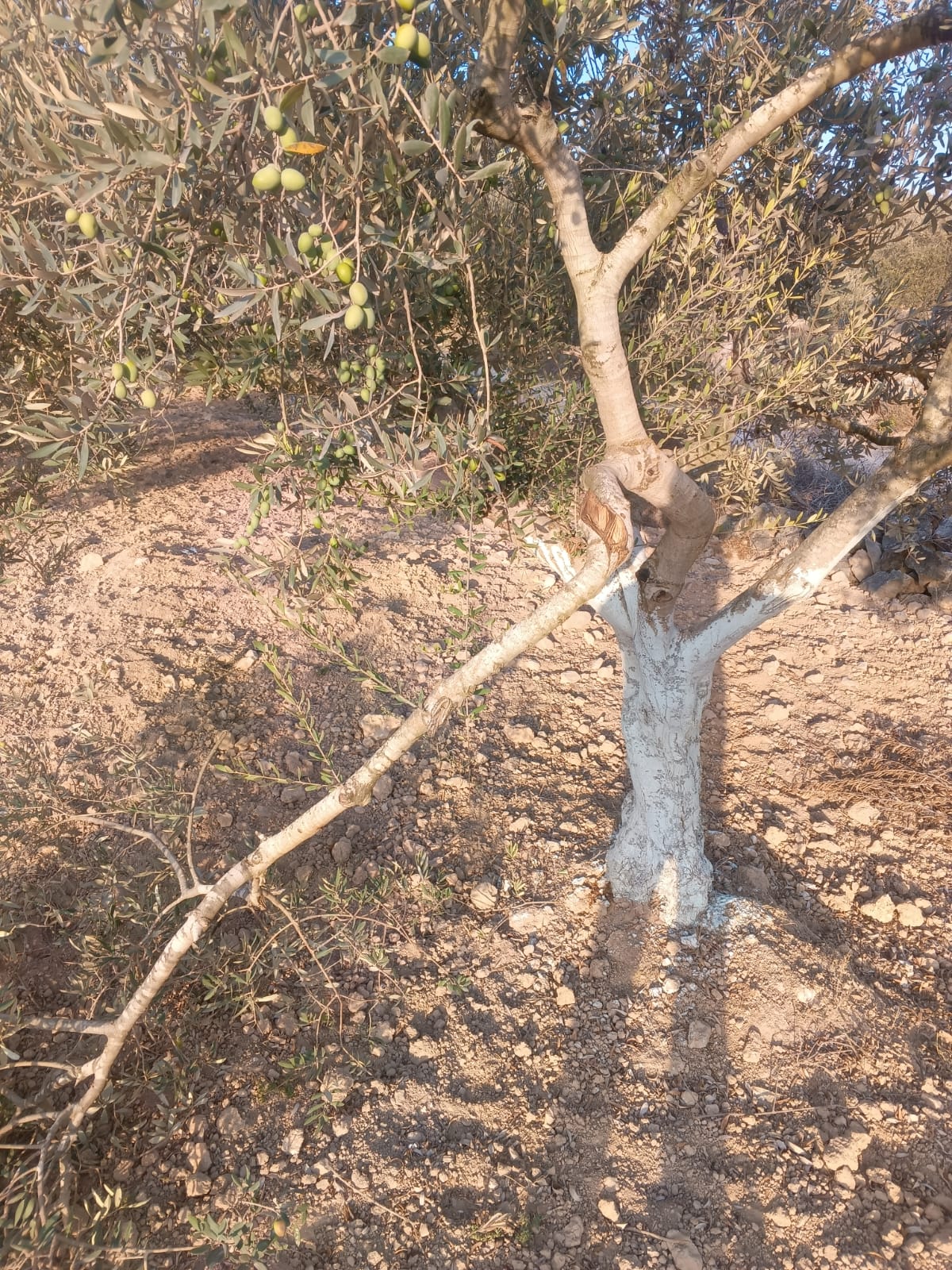 מתנחלים תקפו תושבים בכיסאן מזרחית לבית לחם