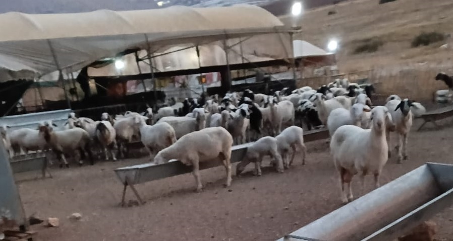 חמישה תושבים, בהם ילד ושתי נשים, נפצעו בתקיפת מתנחלים באום אל־ח'יר