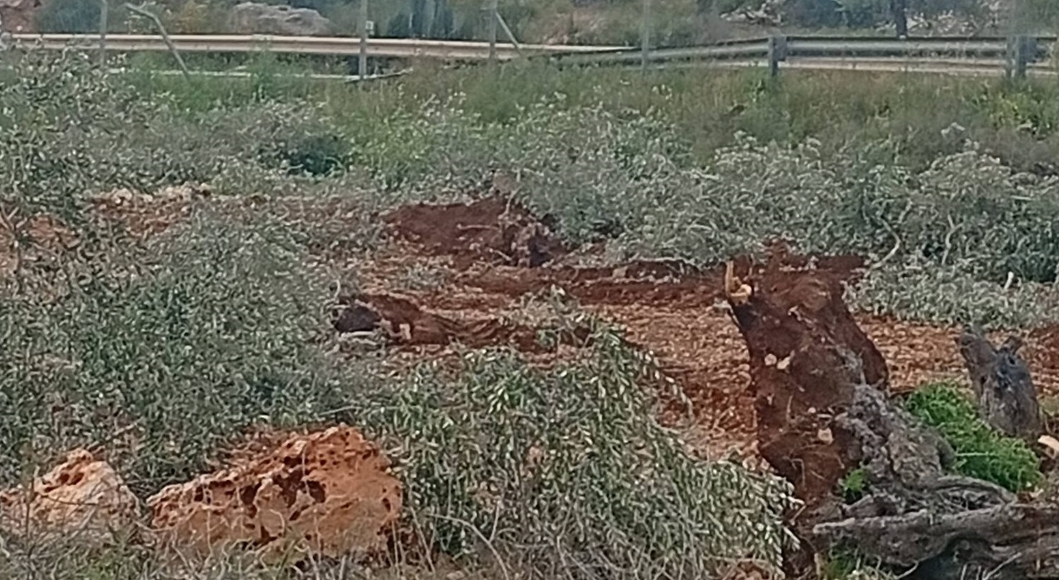 כוחות הכיבוש עקרו מאות עצי זית מצפון לסלפית