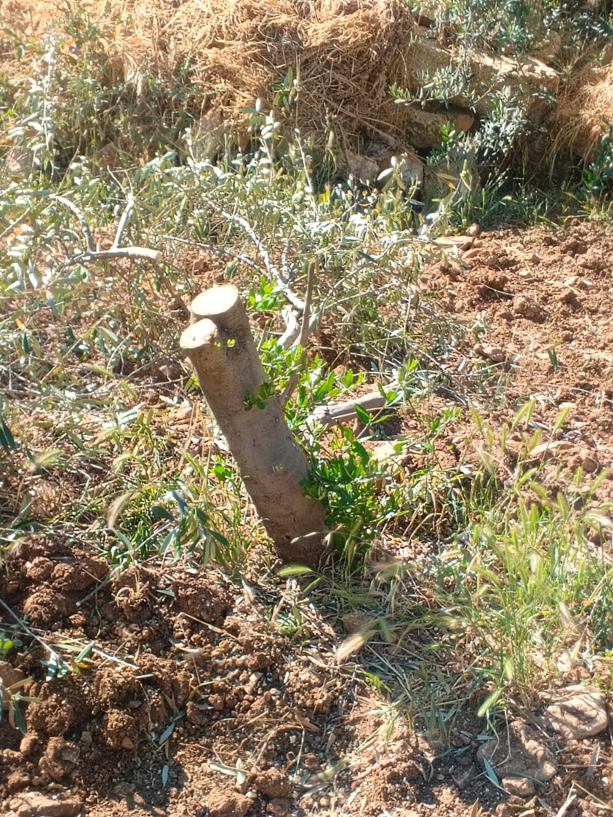 מתנחלים תקפו תושבים והשחיתו את רכושם בכמה אזורים במחוז חברון
