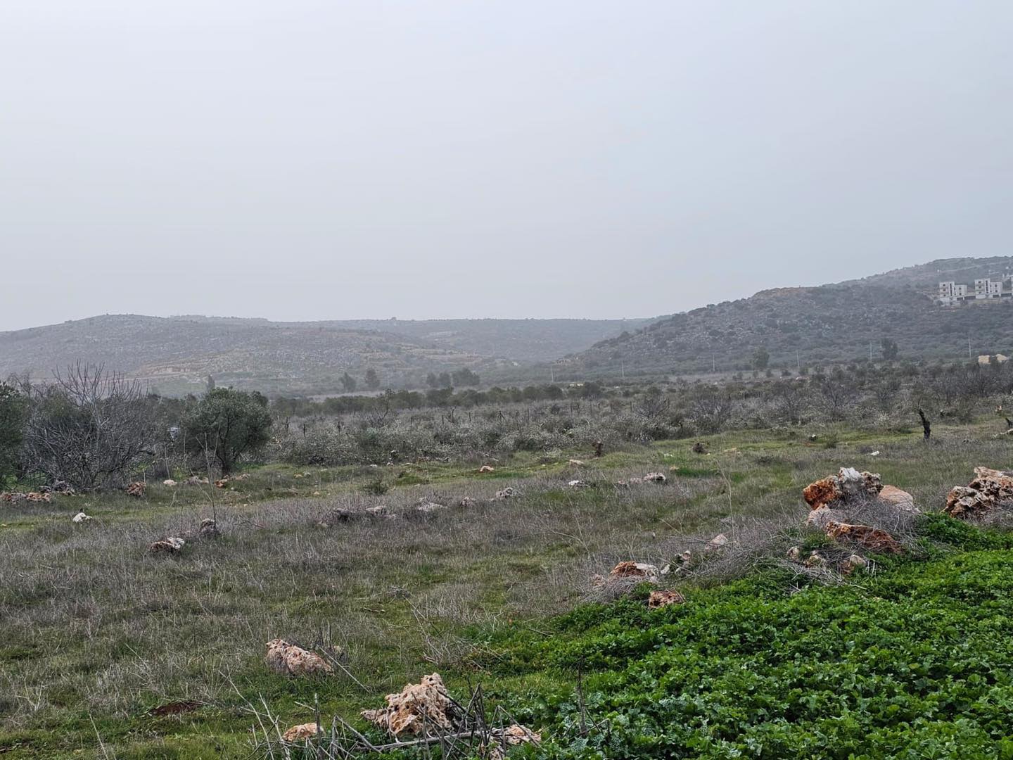 מתנחלים עקרו 200 עצי זית בתרמסעיא, מצפון לרמאללה
