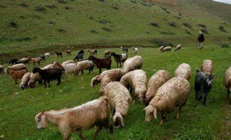 מתנחלים תקפו רועים והעדר שלהם