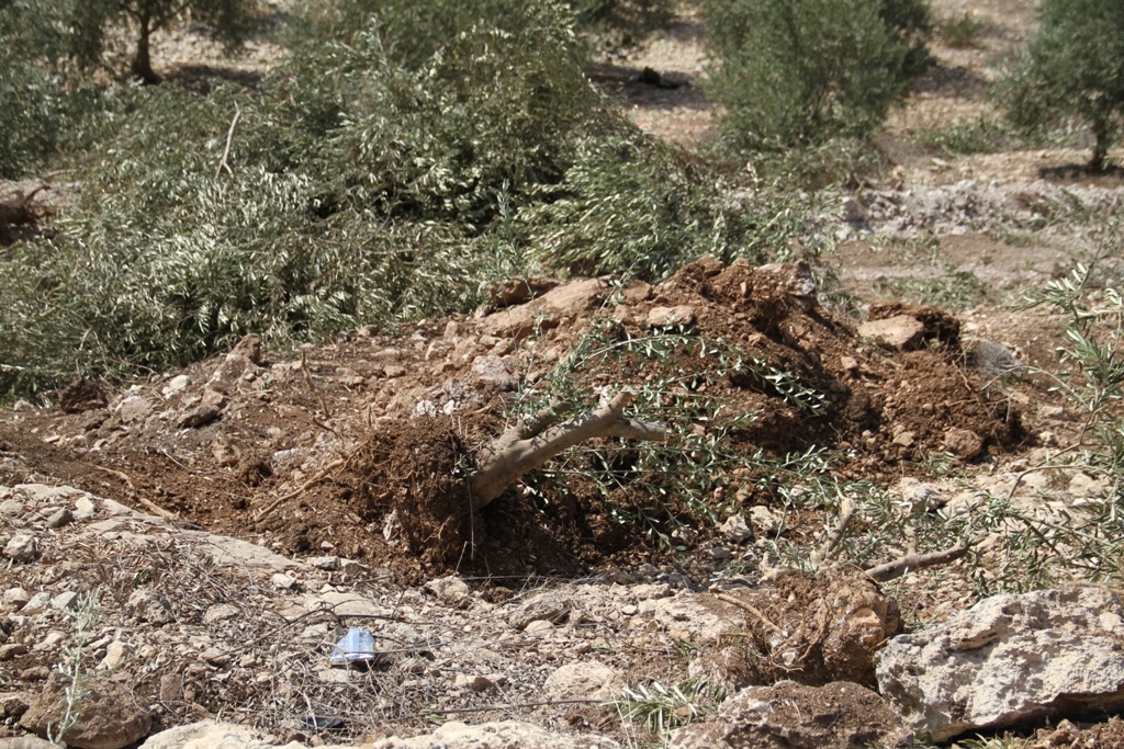 כוחות הכיבוש הורסים קרקעות ועוקרים עצי זית בעין יברוד, ממזרח לרמאללה
