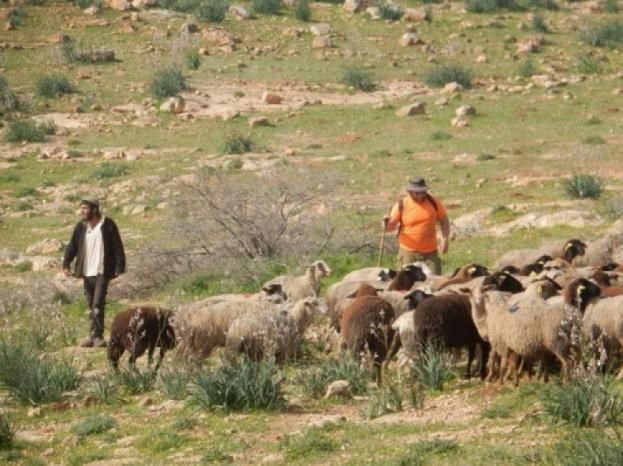 מתנחלים שחררו עדרים בשטחי תושבים במוסאפר יטא; נזק נגרם לעצי זית