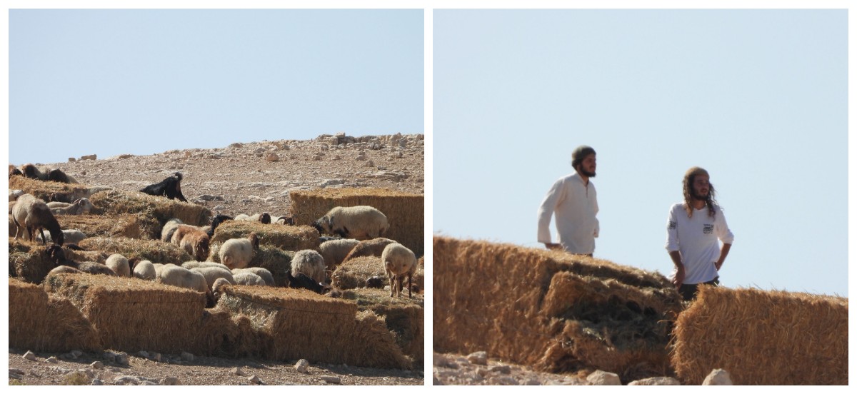 מתנחלים שיחררו עדרים במטעי זיתים במסאפר יטא 