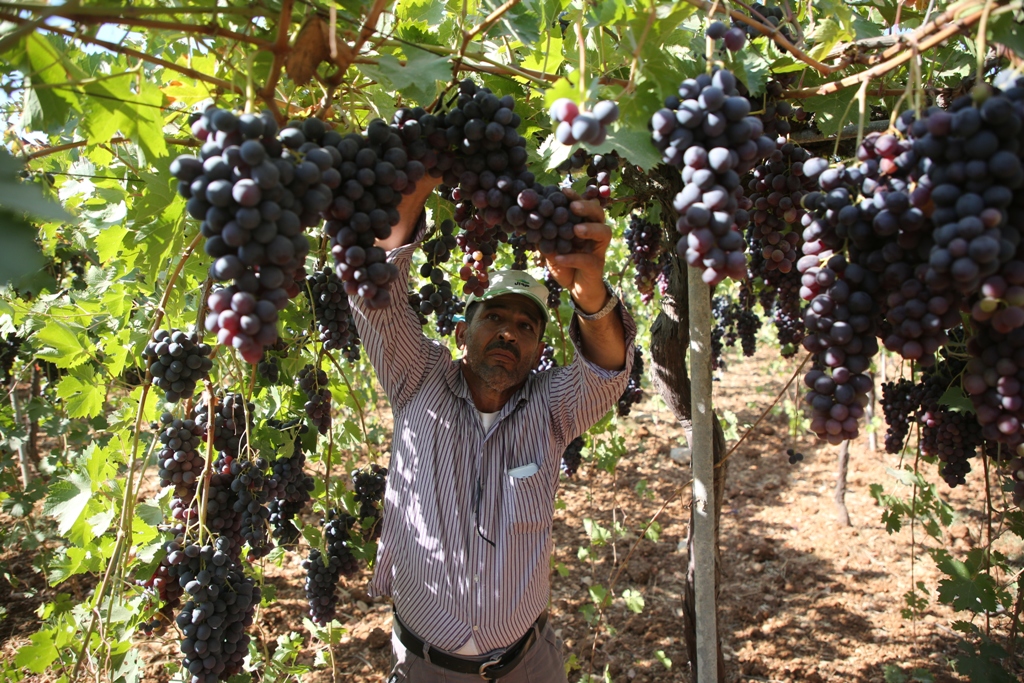 חקלאי בית לחם מתעקשים לשמור על המסורת למרות מגבלות הכיבוש