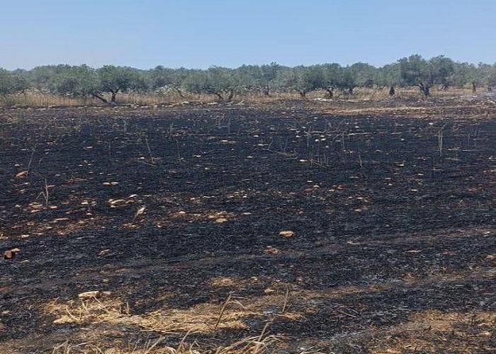 מתנחלים שרפו כ־40 דונם של שדות חיטה בסבסטיה