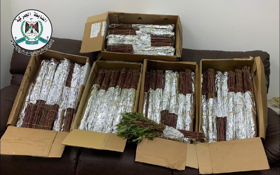  צמח הגת סם מסוכן בפלסטין