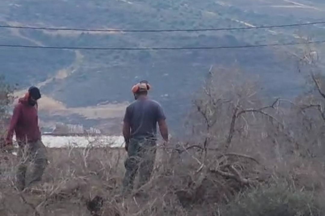 מתנחלים השחיתו 100 עצי זית בני עשרות שנים בכפר יסוף שבמזרח סלפית