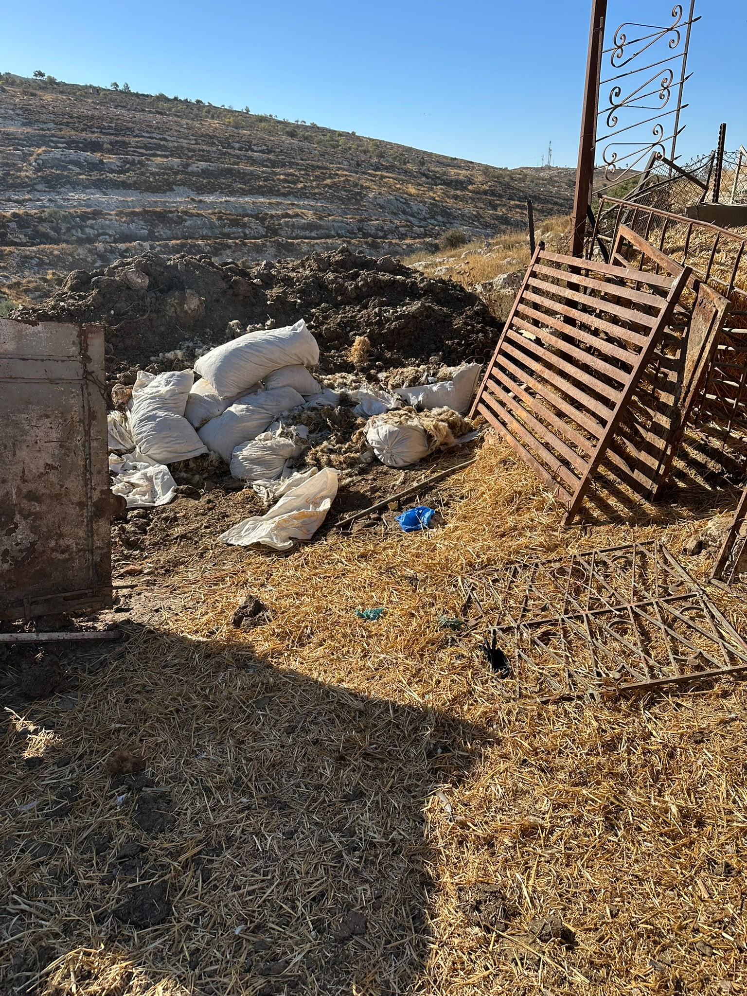 מתנחלים גנבו צאן, תקפו תושבים ופעילים זרים ומנעו מסיק זיתים ממערב לרמאללה