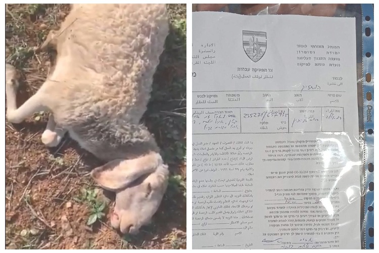 מתנחלים דורסים גם כבשים