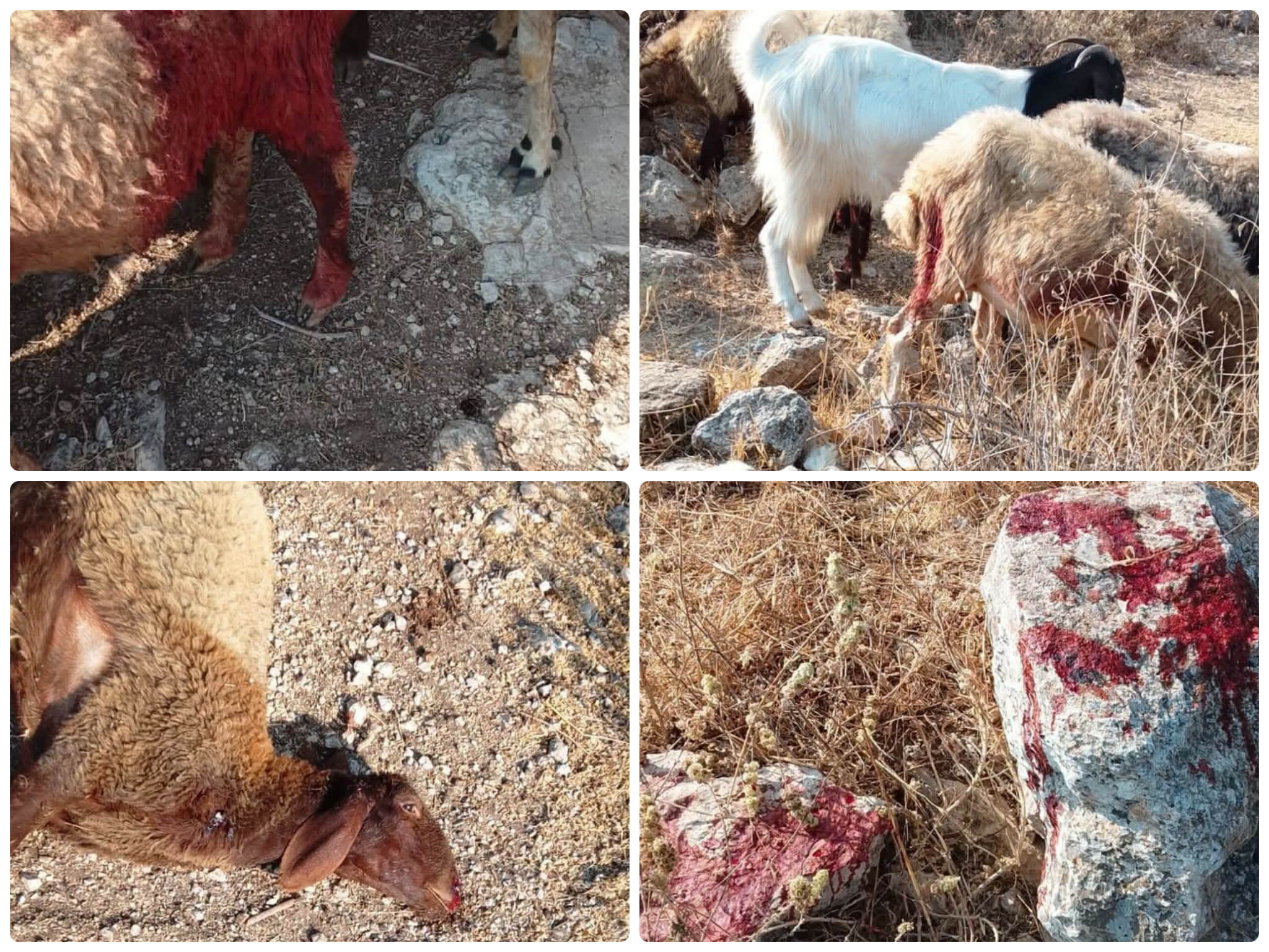 כוחות הכיבוש ירו לעבר רועה צאן באידנא, הרגו שלושה כבשים ופצעו נוספים