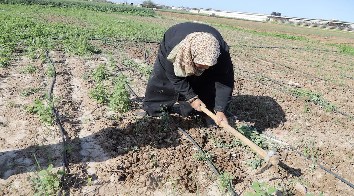 "פתח": האישה הפלסטינית – שותפה במאבק ועמוד תווך בפרויקט הלאומי