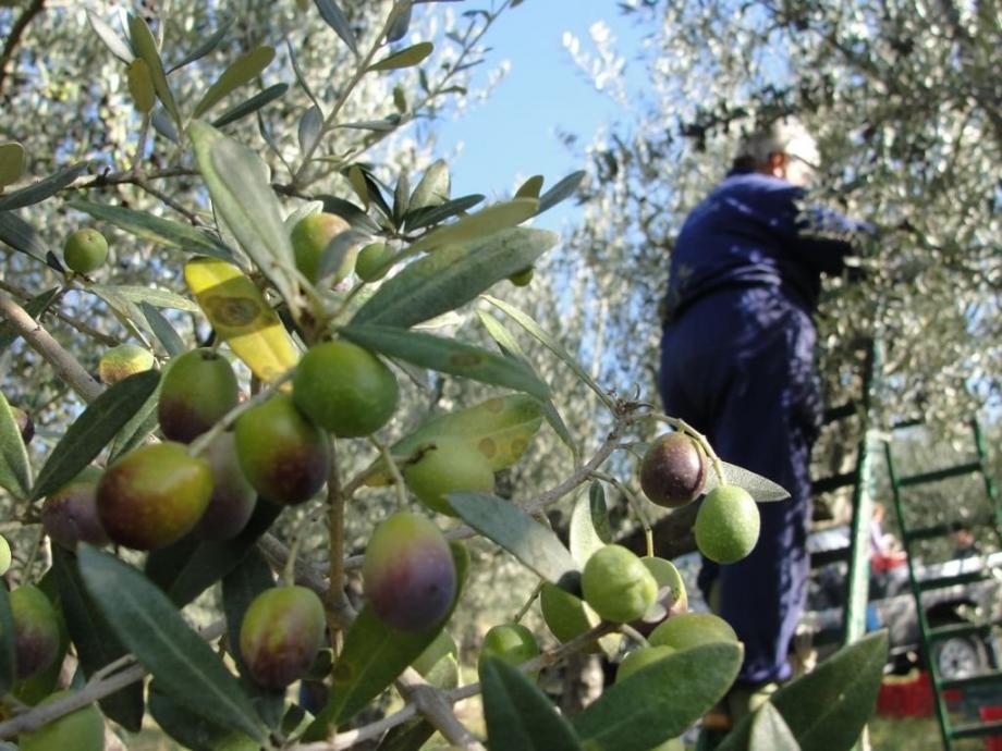 משרד החקלאות פרסם את מועדי מסיק הזיתים והפעלת בתי הבד לעונת 2026