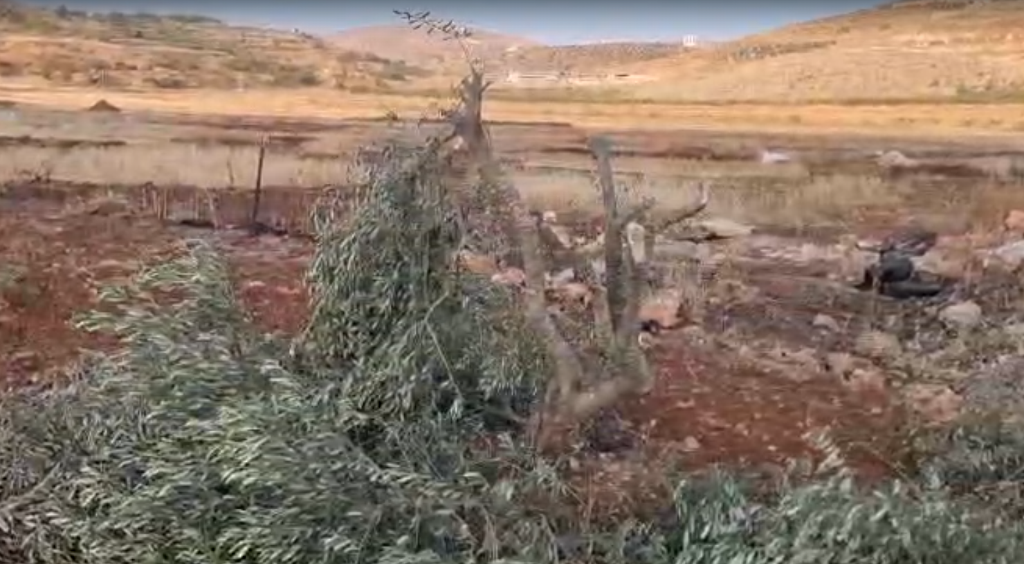 מתנחלים השחיתו כ־100 שתילי זיתים בין הכפרים אלמוע'ייר ואבו פלאח בצפון-מזרח רמאללה