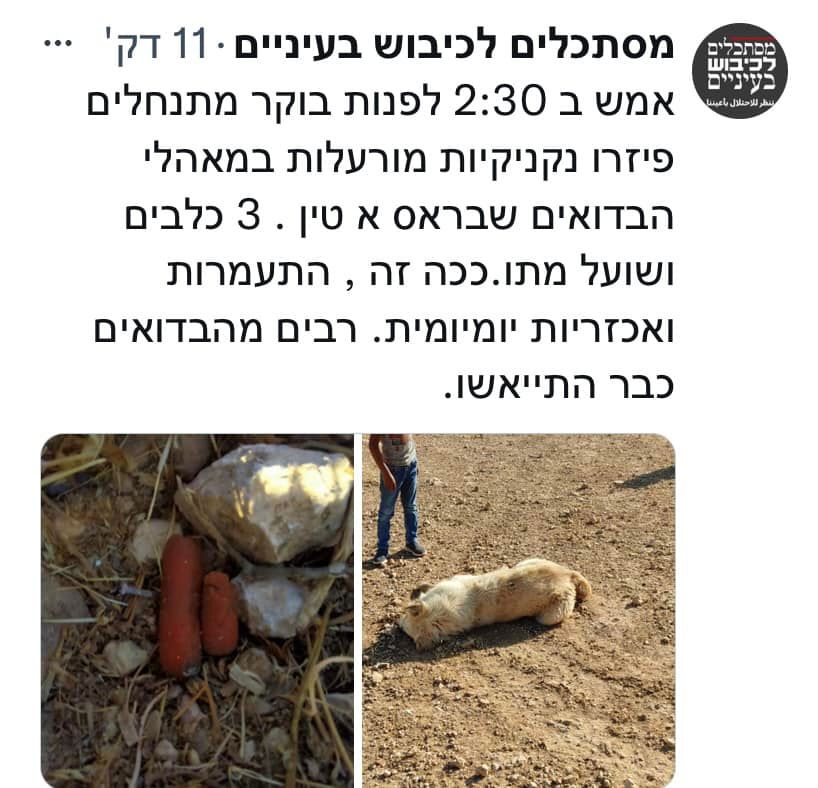 הם מרעילים גם כלבים