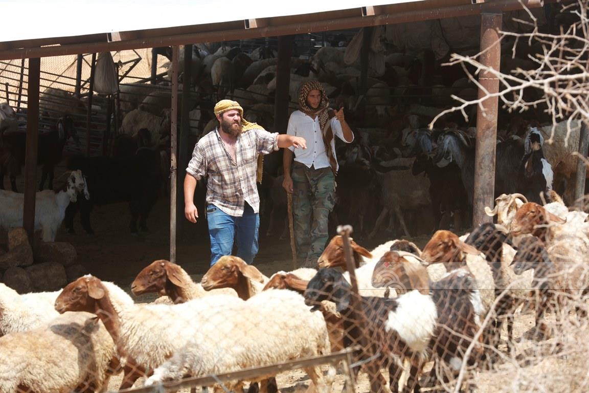 מתנחלים תקפו תושבים וגנבו כ־150 ראשי צאן בדיר דיבוואן