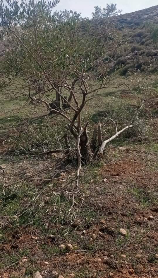 המתנחלים כרתו 100 עצי זית בכפר אלרשאידה צפונית לבית לחם.