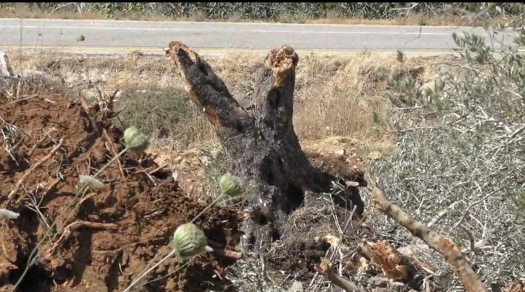 מתנחלים המשיכו בעבודות חישוף ועקירת עצים בסינג'ל – בחסות כוחות הכיבוש
