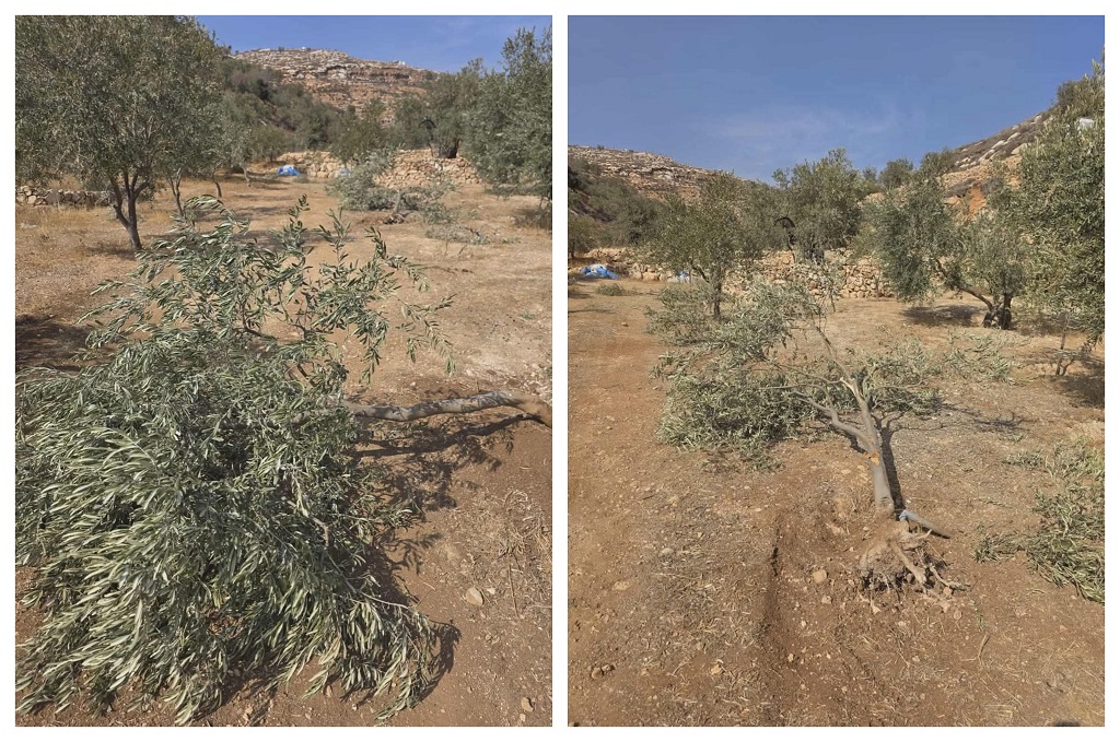 מתנחלים גדעו כעשרים עצי זית בכפר דיר ג’ריר שממזרח לרמאללה